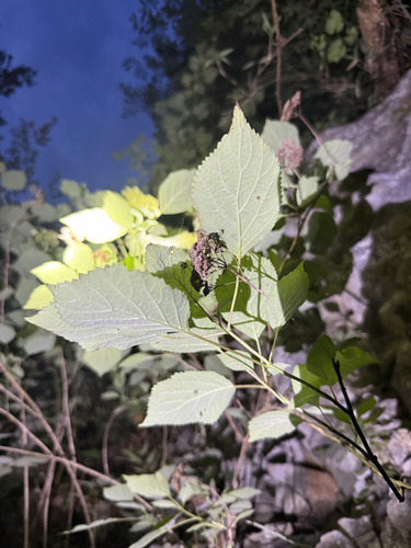 Hydrangea cinerea