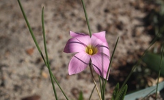 Romulea autumnalis