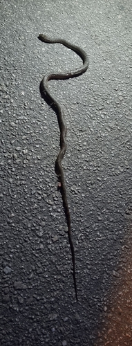 Balkan Whip Snake