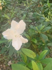 Rhododendron mucronatum