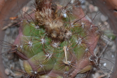 Parodia ottonis