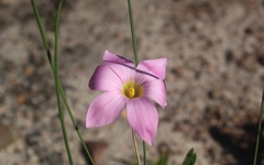 Romulea autumnalis