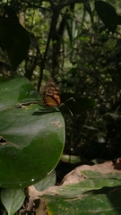 Lepidoptera
