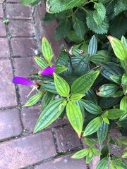 Pleroma semidecandrum