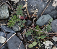 Astragalus schelichowii