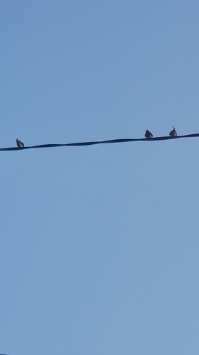Pacific Swallow