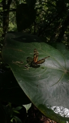 Lepidoptera