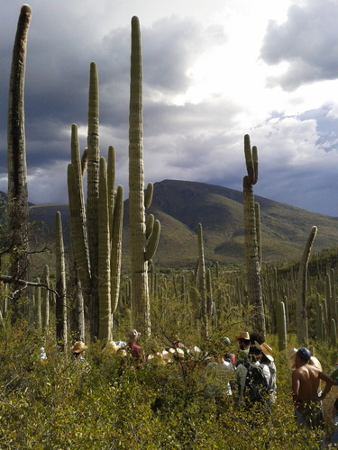 Cephalocereus tetetzo, photograph 1