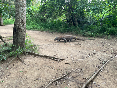 Komodo dragon