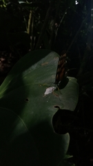 Lepidoptera