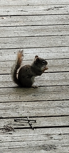 American Red Squirrel