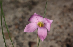 Romulea autumnalis