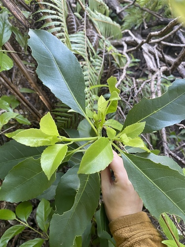 large-leaved māhoe
