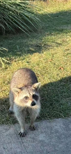 Common Raccoon
