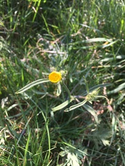 Ranunculus auricomus