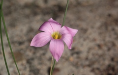 Romulea autumnalis