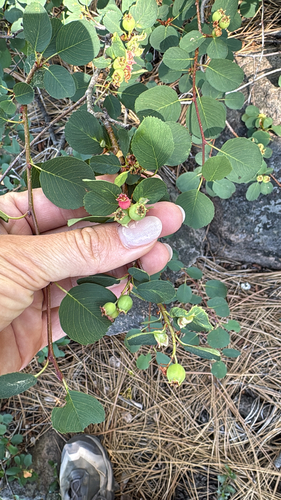 iNaturalist observation photo of Utah Serviceberry
