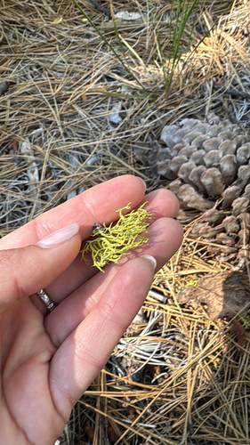 iNaturalist observation photo of wolf lichen
