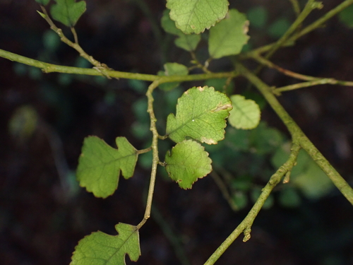 small leaved milk tree