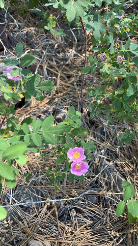 iNaturalist observation photo of Woods' rose