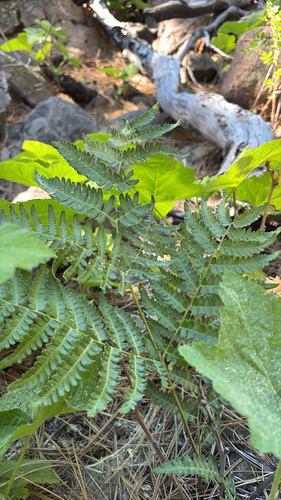 iNaturalist observation photo of common bracken