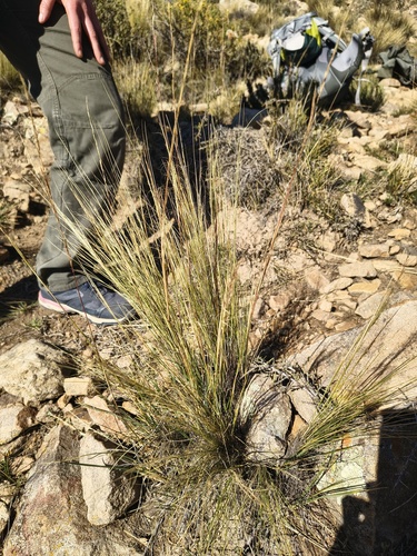 Nassella tenuissima, photograph 2