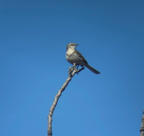 Northern Mockingbird