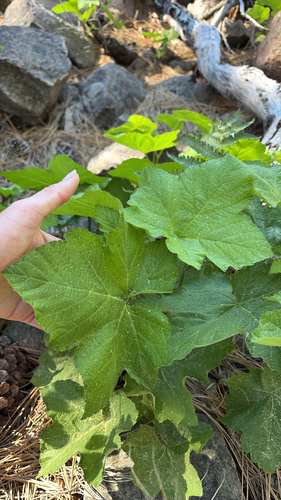 iNaturalist observation photo of thimbleberry
