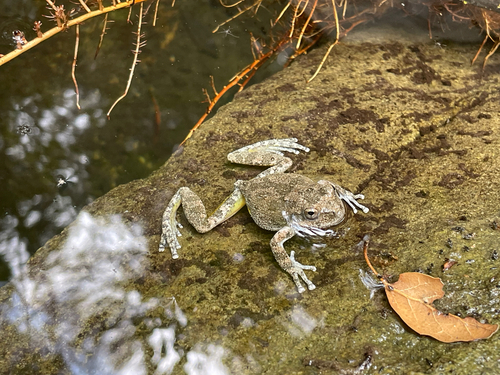 iNaturalist observation photo of California Tree Frog