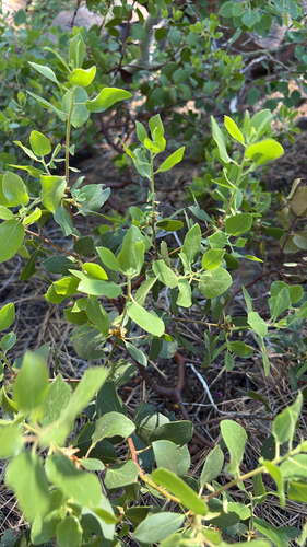 iNaturalist observation photo of greenleaf manzanita