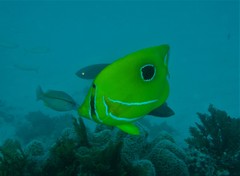 Chaetodon bennetti