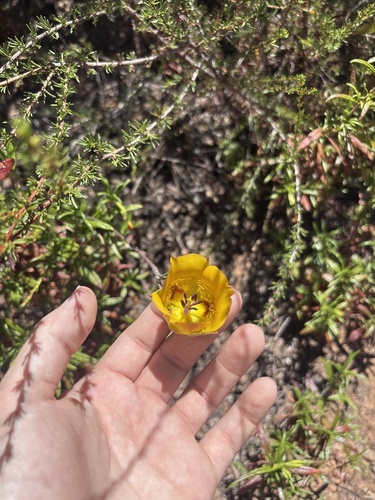 Calochortus clavatus, photograph 6