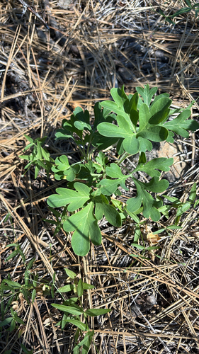 iNaturalist observation photo of Brown's Peony