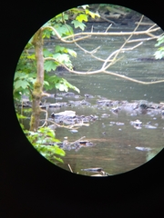 Cinclus cinclus gularis
