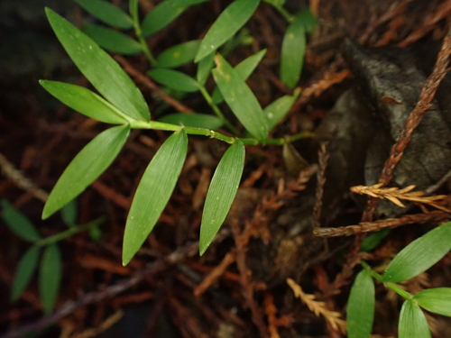 Basket Grass