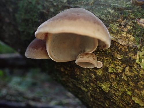 Ear fungus
