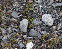 Astragalus schelichowii