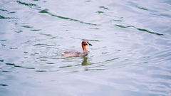 Tachybaptus ruficollis