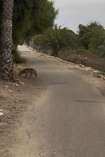Coyote