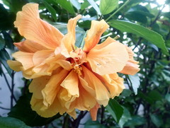 Hibiscus rosa-sinensis