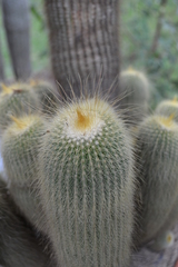 Parodia lenninghausii