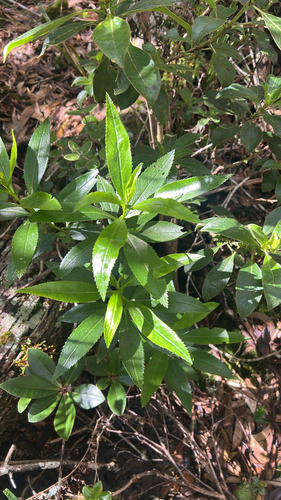 Myoporum sandwicense observed 2026-06-06