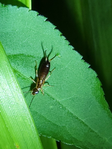European Earwig