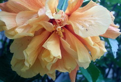 Hibiscus rosa-sinensis