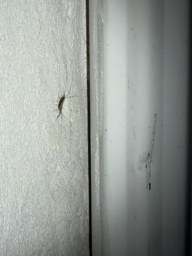 House Centipede