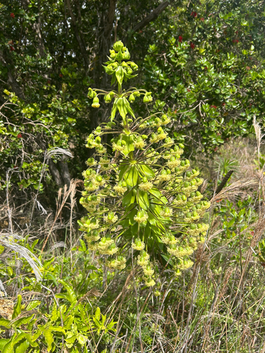 Wilkesia gymnoxiphium observed 2026-06-11