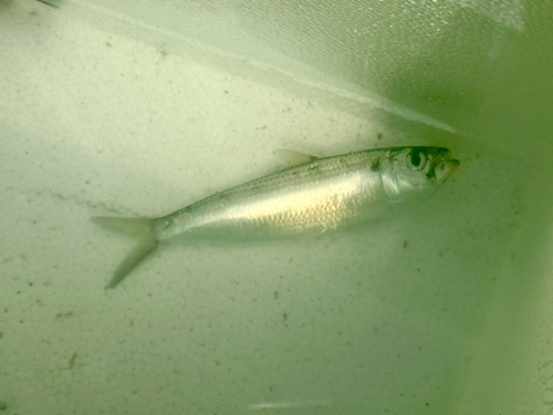 Sardinella gibbosa observed 2026-06-28