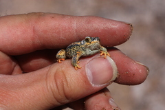 Rhinella spinulosa