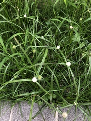 Cyperus mindorensis