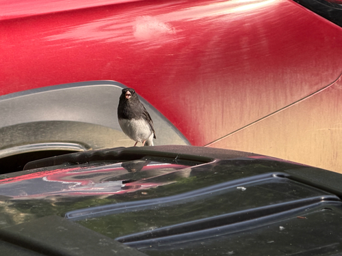 Dark-eyed Junco
